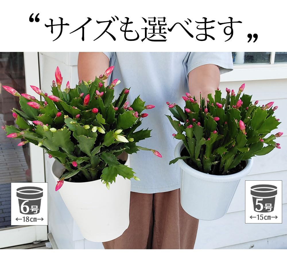 Amazon｜ハッピーガーデン 秋の贈りもの ギフト デンマークカクタス 5